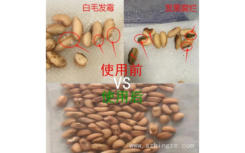 種子催芽發(fā)霉了怎么辦？秉澤種子殺菌消毒劑一站式解決霉菌難題